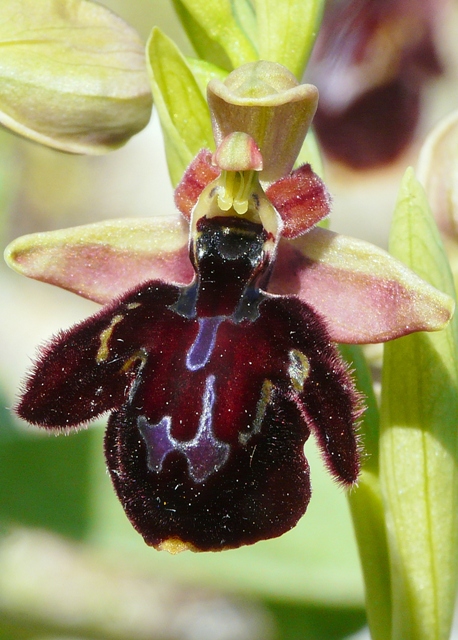 Le orchidee degli Dei: 8 giorni nel Peloponneso, marzo 2014.